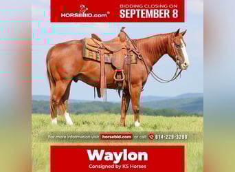 American Quarter Horse, Wallach, 11 Jahre, 150 cm, Rotfuchs