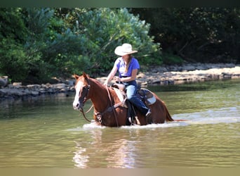 American Quarter Horse, Wallach, 11 Jahre, 150 cm, Rotfuchs