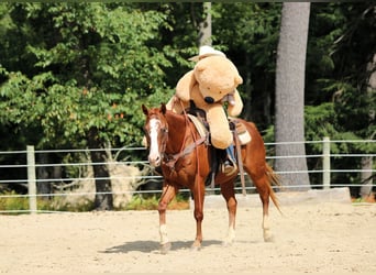 American Quarter Horse, Wallach, 11 Jahre, 150 cm, Rotfuchs