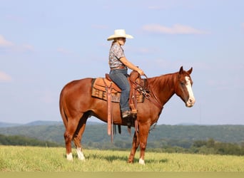 American Quarter Horse, Wallach, 11 Jahre, 150 cm, Rotfuchs
