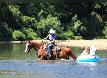 American Quarter Horse, Wallach, 11 Jahre, 150 cm, Rotfuchs
