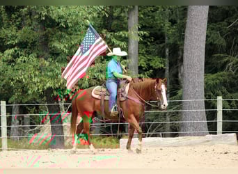 American Quarter Horse, Wallach, 11 Jahre, 150 cm, Rotfuchs