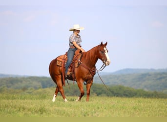 American Quarter Horse, Wallach, 11 Jahre, 150 cm, Rotfuchs