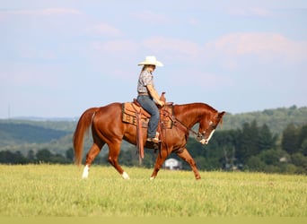 American Quarter Horse, Wallach, 11 Jahre, 150 cm, Rotfuchs