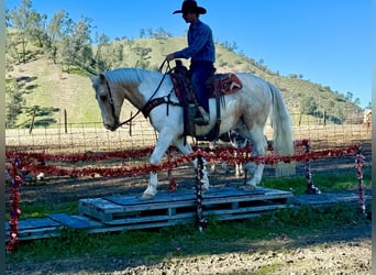 American Quarter Horse, Wallach, 11 Jahre, 150 cm, Tobiano-alle-Farben