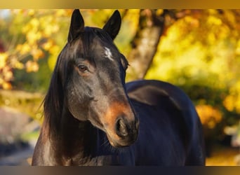 American Quarter Horse, Wallach, 11 Jahre, 151 cm, Brauner