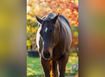 American Quarter Horse, Wallach, 11 Jahre, 151 cm, Brauner
