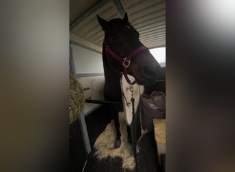 American Quarter Horse, Wallach, 11 Jahre, 151 cm, Brauner