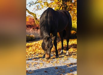 American Quarter Horse, Wallach, 11 Jahre, 151 cm, Brauner