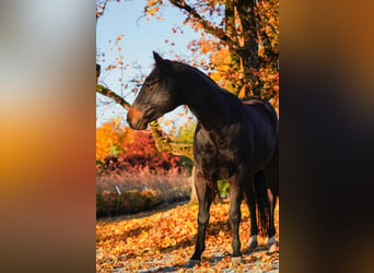 American Quarter Horse, Wallach, 11 Jahre, 151 cm, Brauner