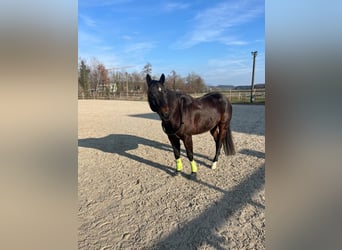 American Quarter Horse, Wallach, 11 Jahre, 151 cm, Brauner