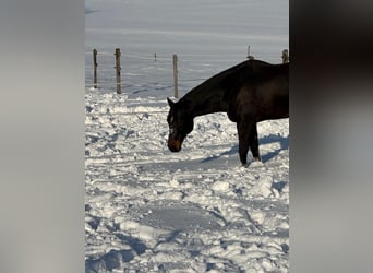 American Quarter Horse, Wallach, 11 Jahre, 151 cm, Brauner