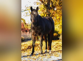 American Quarter Horse, Wallach, 11 Jahre, 151 cm, Brauner