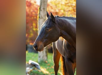 American Quarter Horse, Wallach, 11 Jahre, 151 cm, Brauner