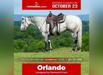 American Quarter Horse, Wallach, 11 Jahre, 152 cm, Apfelschimmel