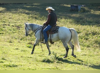 American Quarter Horse, Wallach, 11 Jahre, 152 cm, Apfelschimmel