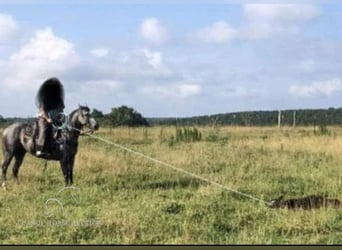 American Quarter Horse, Wallach, 11 Jahre, 152 cm, Apfelschimmel