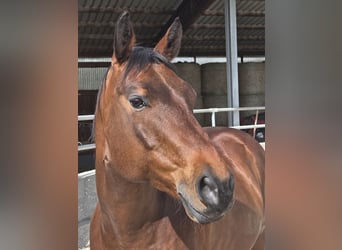 American Quarter Horse, Wallach, 11 Jahre, 152 cm, Brauner
