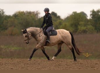 American Quarter Horse, Wallach, 11 Jahre, 152 cm, Buckskin