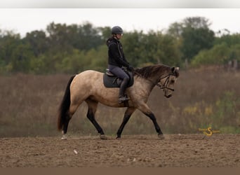 American Quarter Horse, Wallach, 11 Jahre, 152 cm, Buckskin