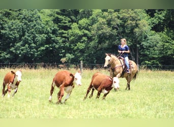 American Quarter Horse Mix, Wallach, 11 Jahre, 152 cm, Buckskin