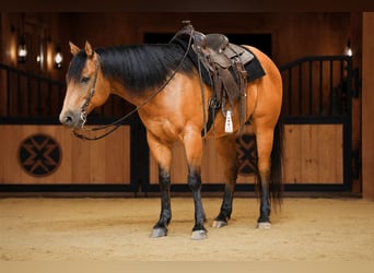 American Quarter Horse, Wallach, 11 Jahre, 152 cm, Buckskin