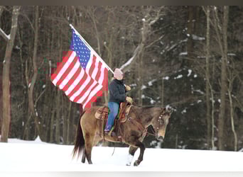American Quarter Horse, Wallach, 11 Jahre, 152 cm, Buckskin