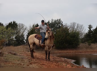 American Quarter Horse, Wallach, 11 Jahre, 152 cm, Buckskin