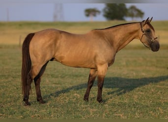 American Quarter Horse, Wallach, 11 Jahre, 152 cm, Buckskin