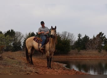 American Quarter Horse, Wallach, 11 Jahre, 152 cm, Buckskin