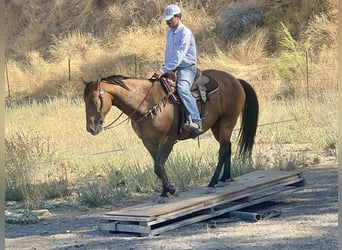 American Quarter Horse, Wallach, 11 Jahre, 152 cm, Buckskin