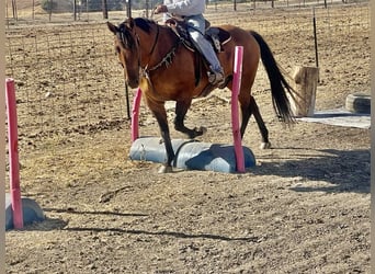 American Quarter Horse, Wallach, 11 Jahre, 152 cm, Buckskin