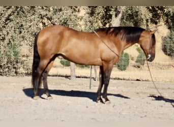 American Quarter Horse, Wallach, 11 Jahre, 152 cm, Buckskin