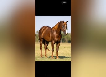 American Quarter Horse, Wallach, 11 Jahre, 152 cm, Dunkelfuchs