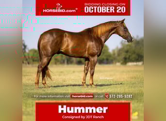 American Quarter Horse, Wallach, 11 Jahre, 152 cm, Dunkelfuchs