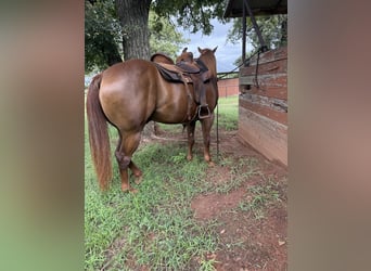 American Quarter Horse, Wallach, 11 Jahre, 152 cm, Dunkelfuchs