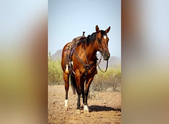 American Quarter Horse, Wallach, 11 Jahre, 152 cm, Falbe