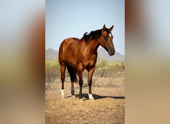 American Quarter Horse, Wallach, 11 Jahre, 152 cm, Falbe