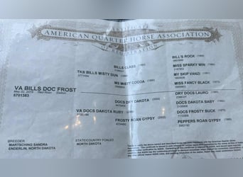 American Quarter Horse, Wallach, 11 Jahre, 152 cm, Falbe