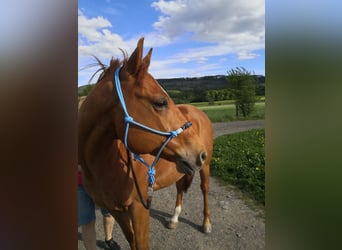 American Quarter Horse, Wallach, 11 Jahre, 152 cm