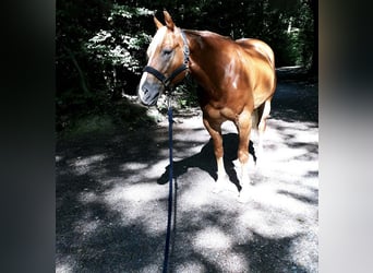 American Quarter Horse, Wallach, 11 Jahre, 152 cm, Fuchs
