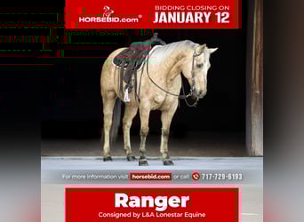 American Quarter Horse, Wallach, 11 Jahre, 152 cm, Palomino