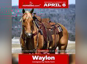 American Quarter Horse, Wallach, 11 Jahre, 152 cm, Palomino