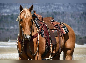 American Quarter Horse, Wallach, 11 Jahre, 152 cm, Palomino