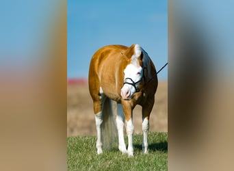 American Quarter Horse, Wallach, 11 Jahre, 152 cm, Palomino