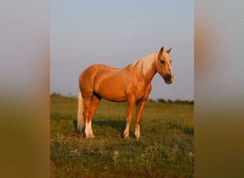 American Quarter Horse, Wallach, 11 Jahre, 152 cm, Palomino