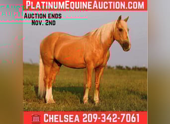American Quarter Horse, Wallach, 11 Jahre, 152 cm, Palomino