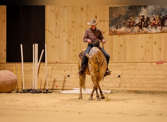 American Quarter Horse, Wallach, 11 Jahre, 152 cm