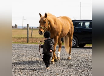 American Quarter Horse, Wallach, 11 Jahre, 152 cm