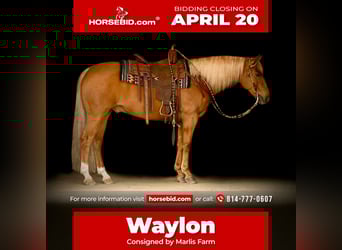 American Quarter Horse, Wallach, 11 Jahre, 152 cm
